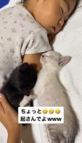 なでられる黒猫