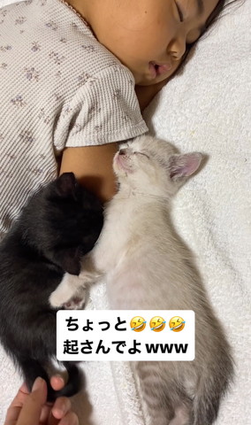 しっぽさわられる黒猫