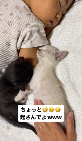 お腹さわられる子猫