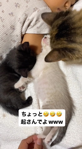 子猫を見る成猫の後頭部