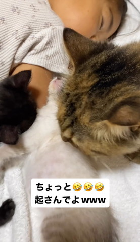 子猫の匂い嗅ぐ成猫