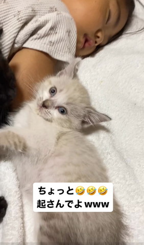 目まんまるにする子猫