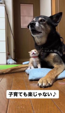 同じ表情してるワンコと子猫