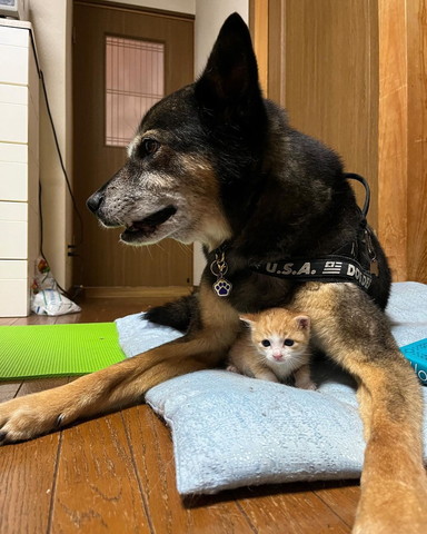 横向いてるワンコとワンコに寄り添う子猫