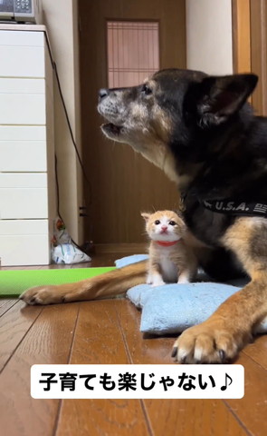 ワンコ横顔と子猫正面
