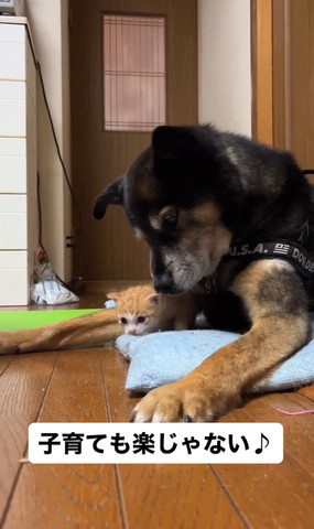 子猫に顔寄せてるワンコ