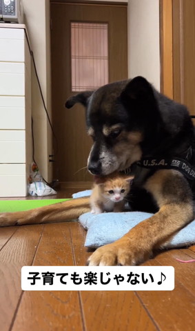 子猫をなめるワンコ