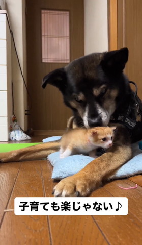 歩き出す子猫をなめるワンコ