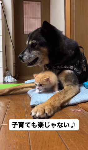 笑顔のワンコ子猫はワンコの胸元