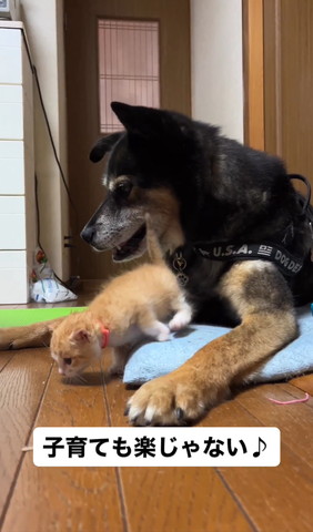 座布団からおりおようとする子猫と笑顔のワンコ