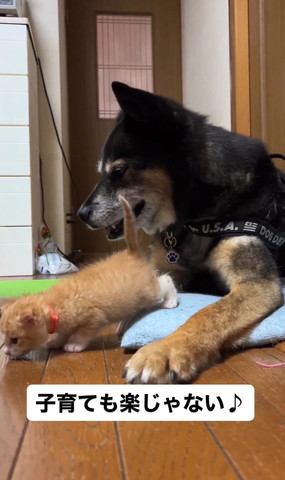 座布団からおりる子猫と笑顔のワンコ