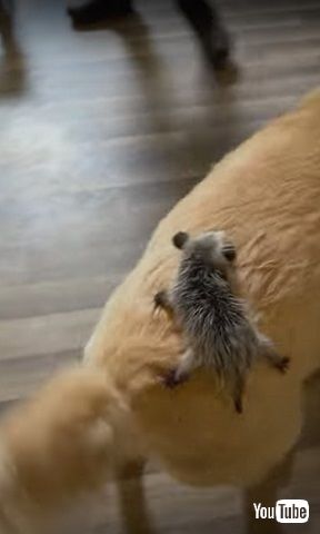 保護オポッサム