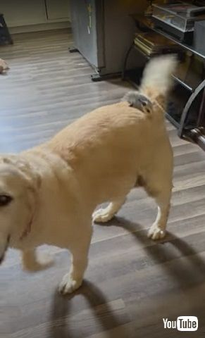 保護オポッサム