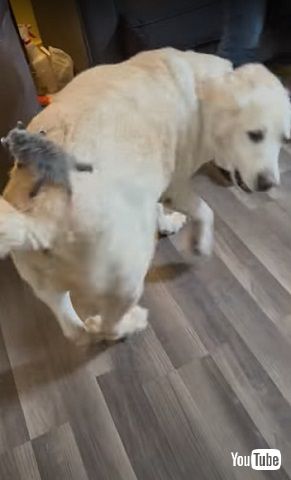 子どものオポッサム