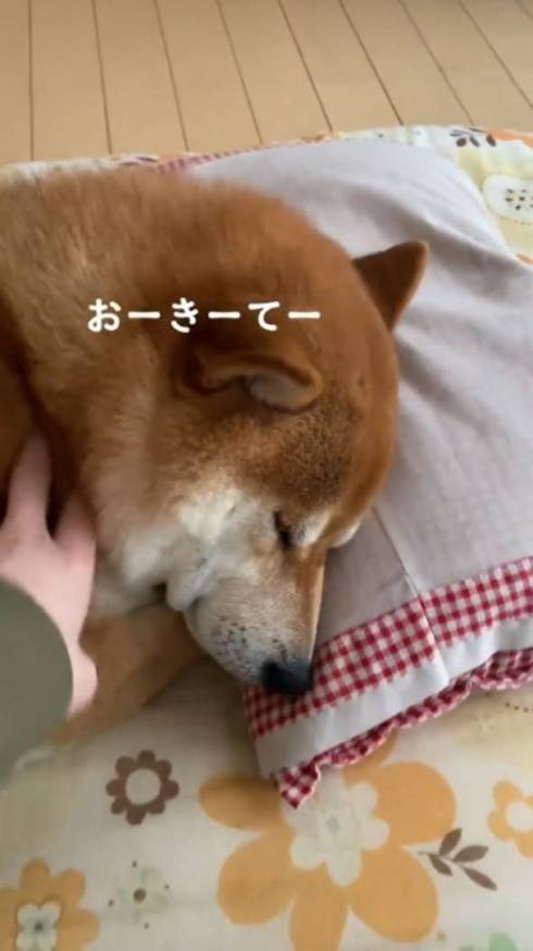 起こす飼い主と柴犬