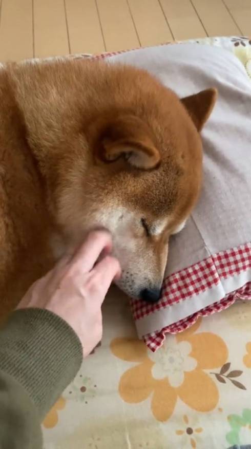 全然起きない柴犬