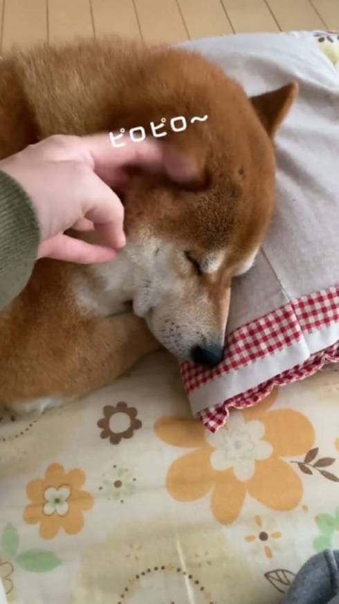 ぴろぴろされる柴犬