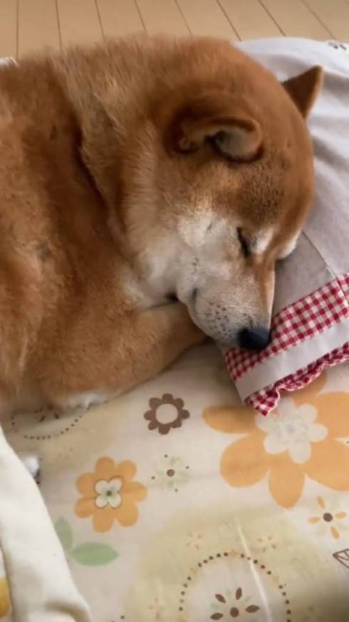 全く起きない柴犬