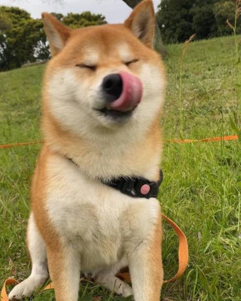 ぺろりする柴犬