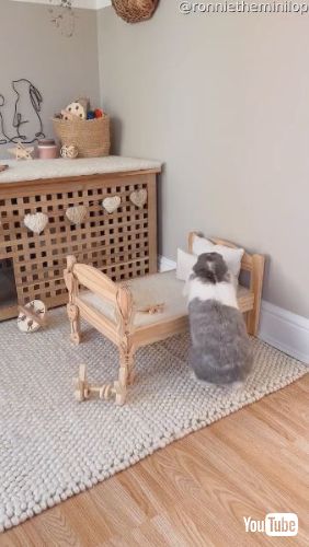 うさぎ用のベッド