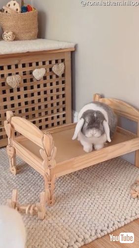 ドヤ顔のウサギ