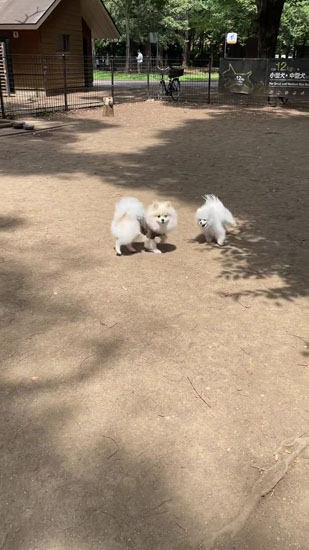 視線をそらすちくわくん