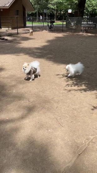 おしりを見せるちくわくん