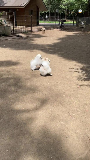 断り続けるちくわくん