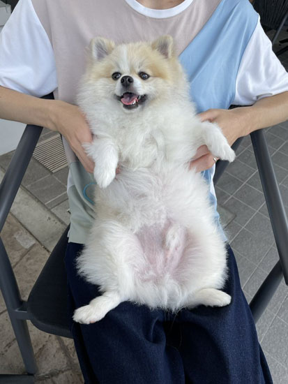 おなかを見せるちくわくん