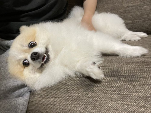 顔がとろけるちくわくん