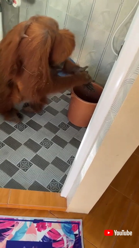 オランウータン