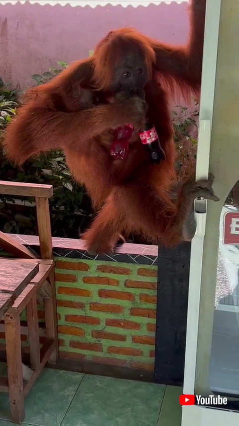 オランウータン