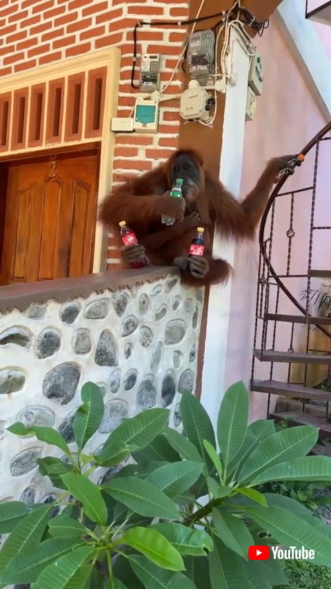 オランウータン