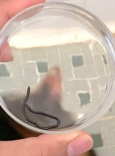 お風呂場にメクラヘビが現れた