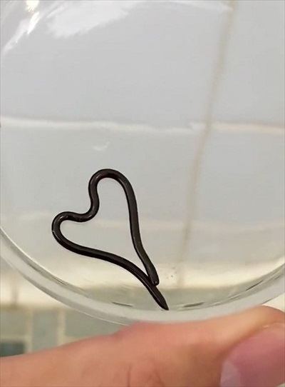 お風呂場にメクラヘビが現れた