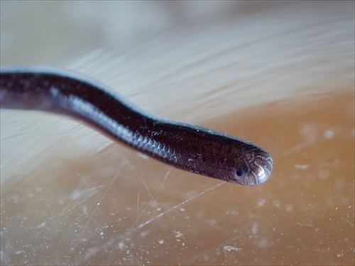 お風呂場にメクラヘビが現れた