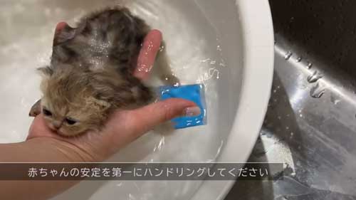 生後18日の子猫をお風呂にいれる