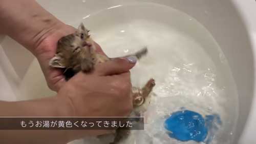 生後18日の子猫をお風呂にいれる