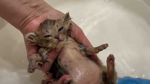 ウトウトする子猫