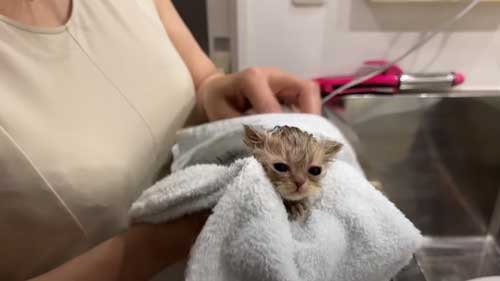 タオルドライされる子猫