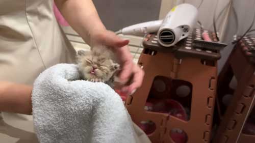 ドライヤーされる子猫