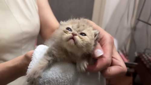 お風呂上がりの子猫