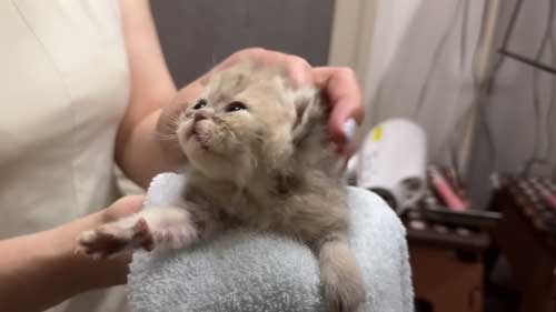 キレイになった子猫