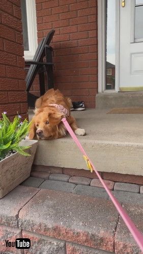 散歩を拒否する犬