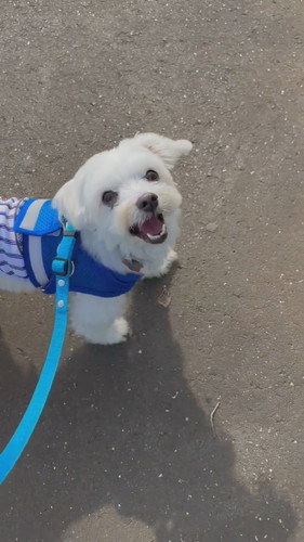 また見上げる犬