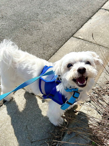 チルくんの笑顔