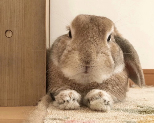 モフモフなミミくん