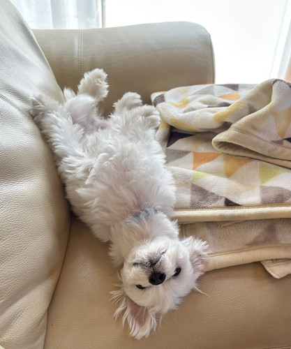 おうちでリラックスする犬のチルくん