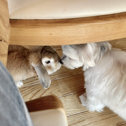 チルくんとミミくんの2匹