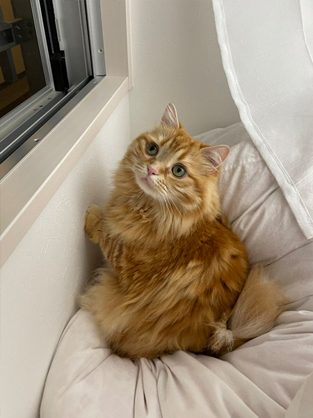 たぬちゃんと呼ばれる猫